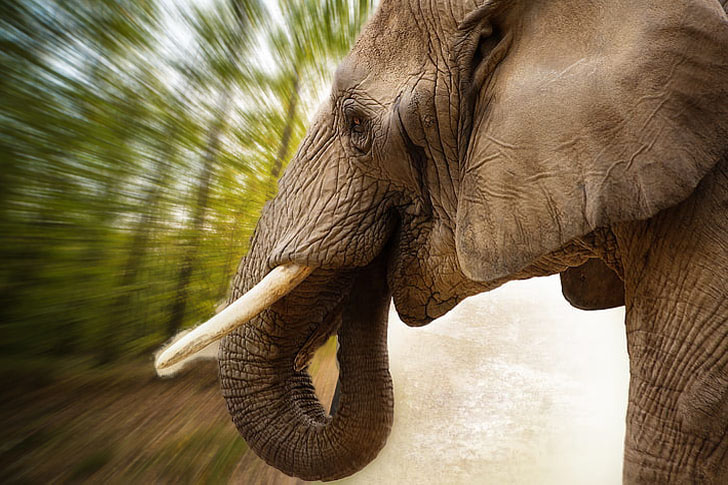 Dangers of Poaching